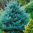Ель колючая Супер Блю Ель колючая Супер Блю