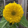 Подсолнечник однолетний Солнышко Подсолнечник однолетний Солнышко