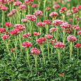 Антеннария двудомная Rubra