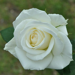 Роза чайно-гибридная Бианка