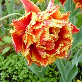 Тюльпан бахромчатый Брисбен