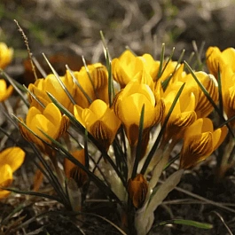 Крокус Ботанический Fuscotinctus