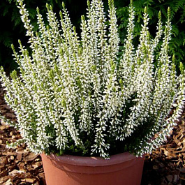 Вереск обыкновенный Алисия