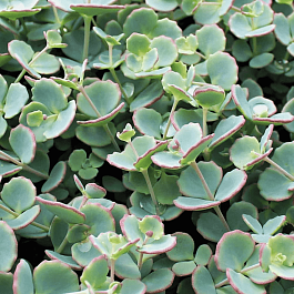 Очиток зибольда