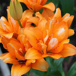 Лилия Orange Twins