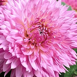 Георгина Sakura Fubuki