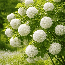 Калина обыкновенная Roseum