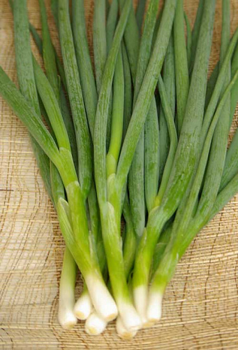 Лук батун Лонг Токио