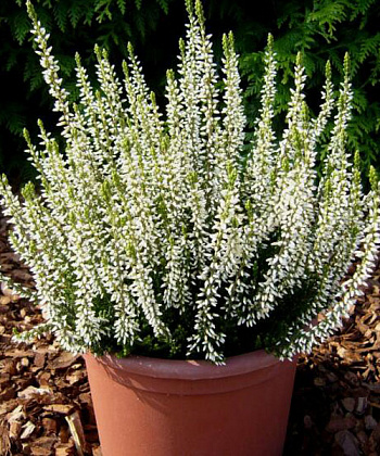 Вереск обыкновенный Алисия