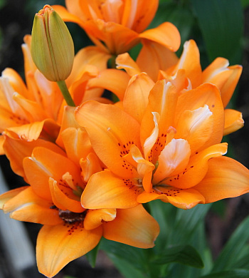 Лилия Orange Twins