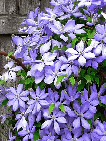 Клематис гибридный Mrs Cholmondeley