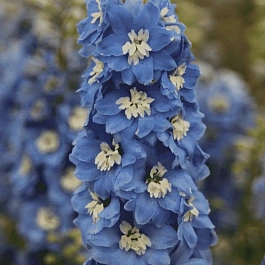 Дельфиниум  культурный Pacific Giant Summer Skies