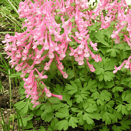 Хохлатка Beth Evans