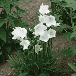 Колокольчик персиколистный White