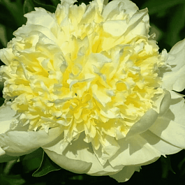 Пион Молочноцветковый Goldilocks