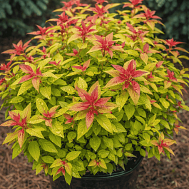 Спирея японская Merlo Green