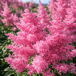Астильба японская Rheinland