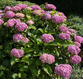 Гортензия крупнолистовая Букет Роуз