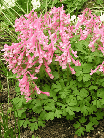 Хохлатка Beth Evans