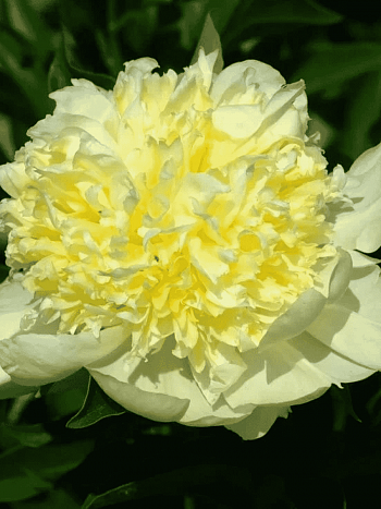 Пион Молочноцветковый Goldilocks