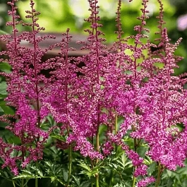 Астильба гибридная You and me Always