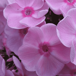 Флокс метельчатый Rowie