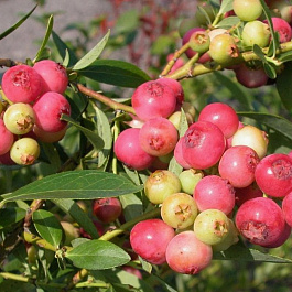 Голубика высокорослая Пинк Лимонад