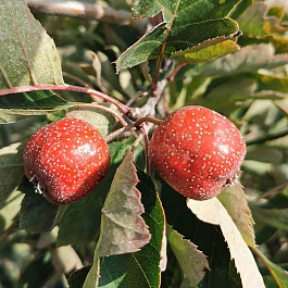 Боярышник Мао-мао