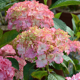 Гортензия крупнолистовая Со Лонг Санни