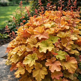 Гейхера Caramel