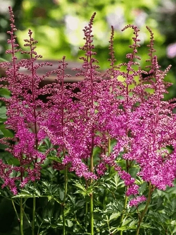 Астильба гибридная You and me Always