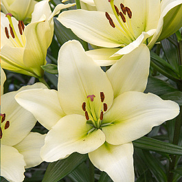 Лилия ЛА-гибрид Келсо
