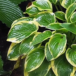 Хоста Bedazzled