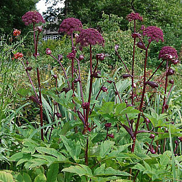 Дудник гигантский