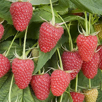 Малина ремонтантная Полка