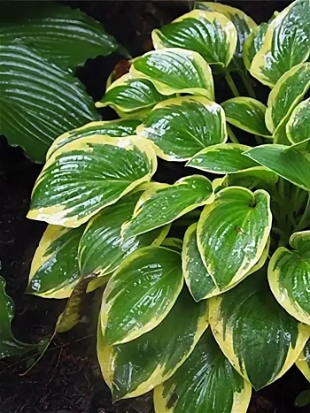 Хоста Bedazzled