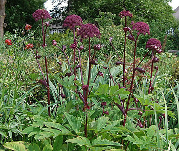 Дудник гигантский