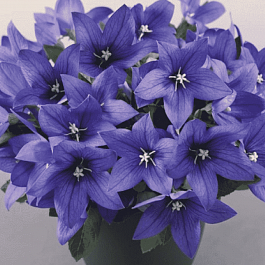 Платикодон крупноцветковый Pop star Blue