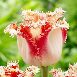 Тюльпан бахромчатый Боллрум