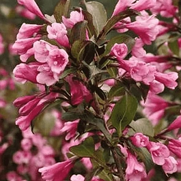 Вейгела цветущая Foliis Purpureis