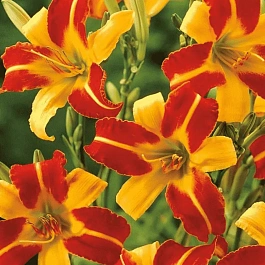 Лилейник Frans Hals