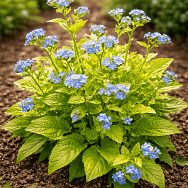 Бруннера крупнолистная Diane's Gold