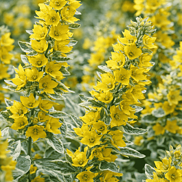 Вербейник точечный Alexander