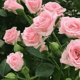 Роза штамбовая Lydia