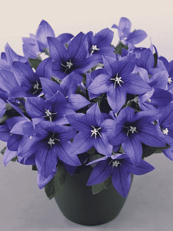 Платикодон крупноцветковый Pop star Blue