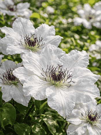 Клематис Maria Kaczynska