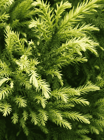 Криптомерия японская Sekkan