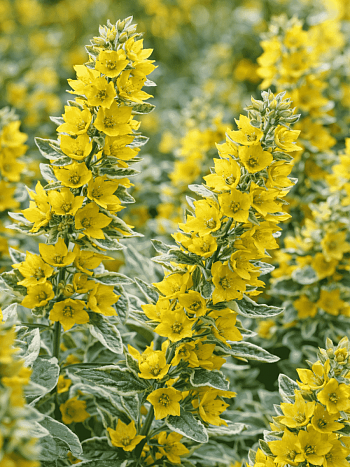 Вербейник точечный Alexander