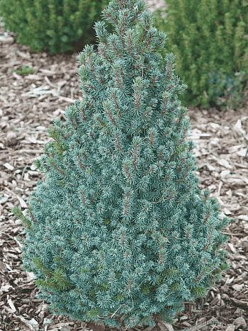 Ель канадская Sanders Blue