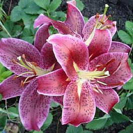 Лилия восточная Дип Импакт